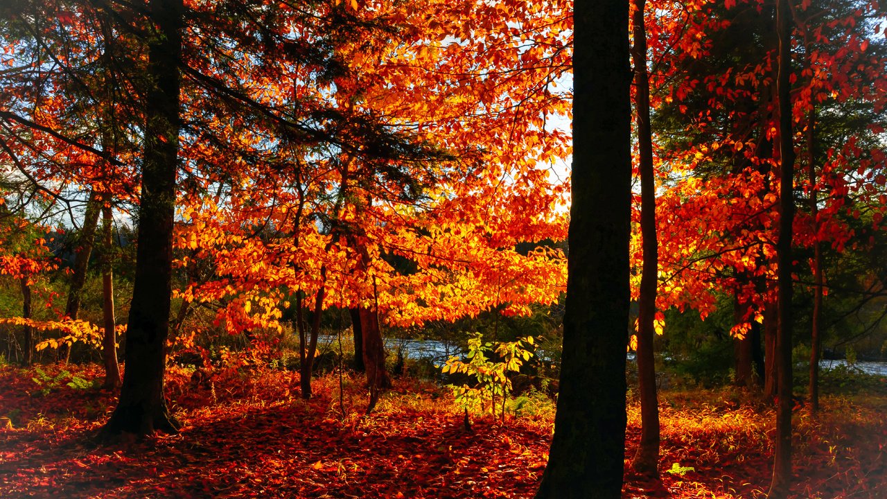 Обои деревья, лес, листья, парк, осень, trees, forest, leaves, park, autumn разрешение 5854x4006 Загрузить