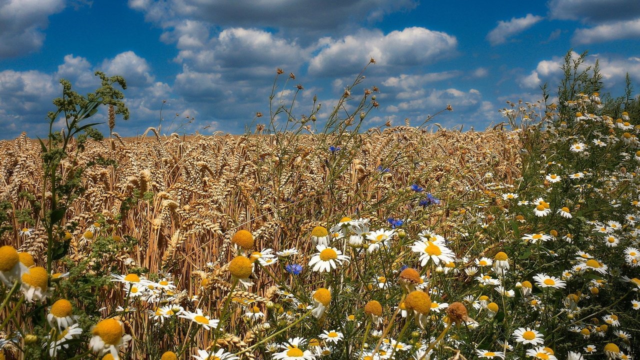 Обои цветы, поле, лето, колосья, flowers, field, summer, ears разрешение 1920x1200 Загрузить