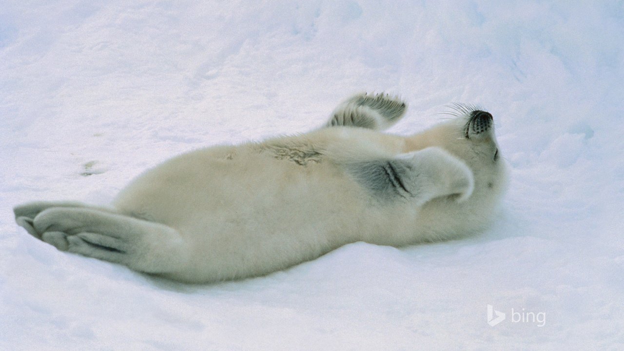 Обои снег, тюлень, детеныш, морской котик, белёк, snow, seal, cub, navy seal, belek разрешение 1920x1200 Загрузить