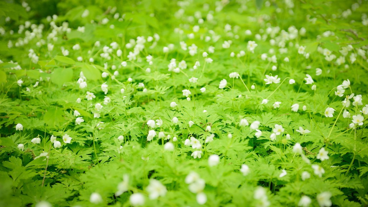 Обои цветы, белые, полевые, flowers, white, field разрешение 2560x1709 Загрузить