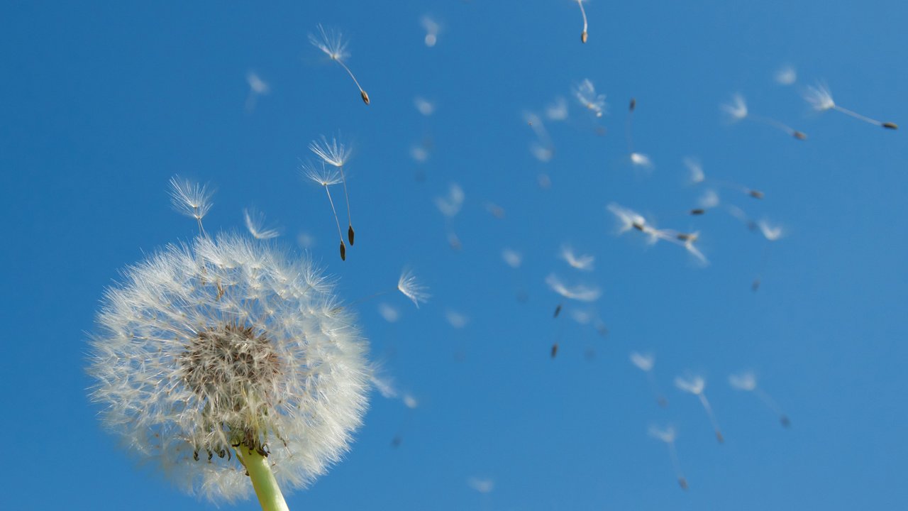 Обои небо, одуванчик, the sky, dandelion разрешение 1920x1200 Загрузить