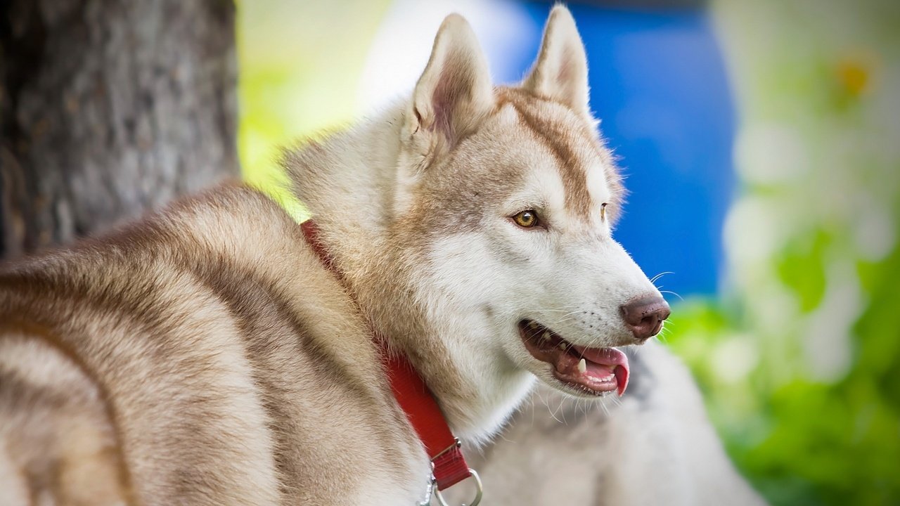 Обои глаза, взгляд, собака, хаски, язык, eyes, look, dog, husky, language разрешение 2560x1600 Загрузить