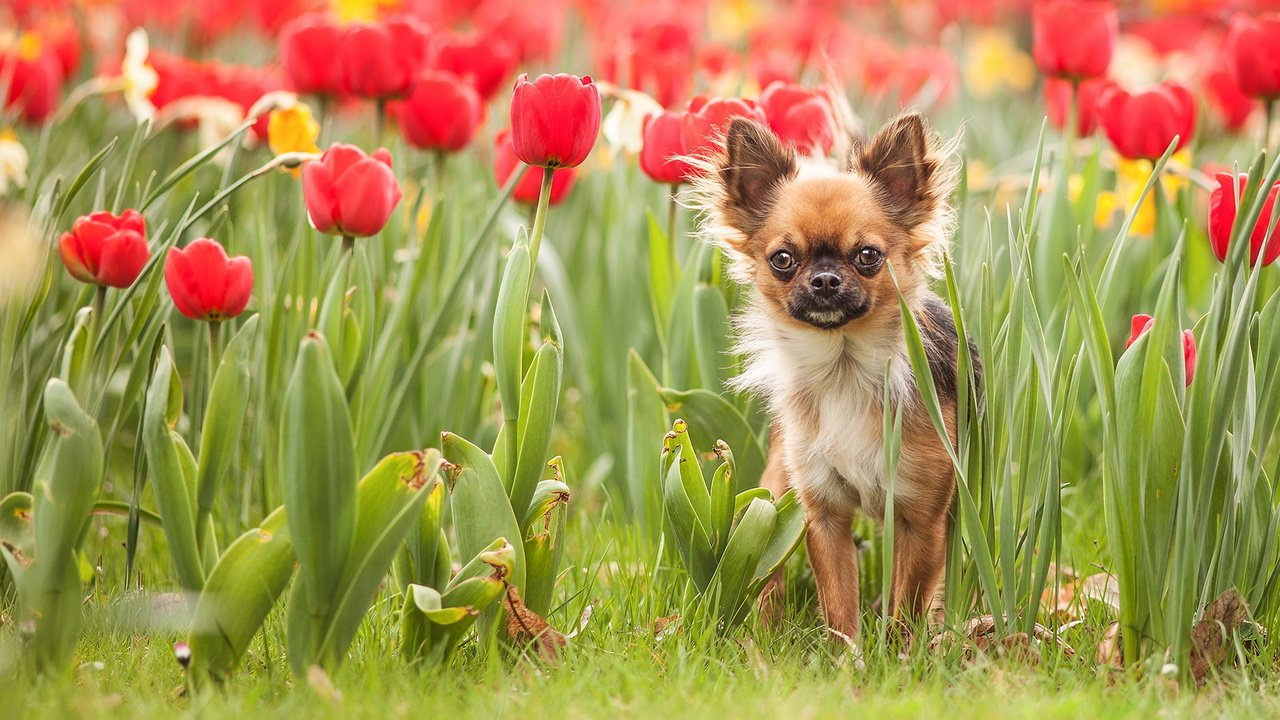 Обои цветы, трава, собака, тюльпаны, чихуахуа, flowers, grass, dog, tulips, chihuahua разрешение 1920x1200 Загрузить