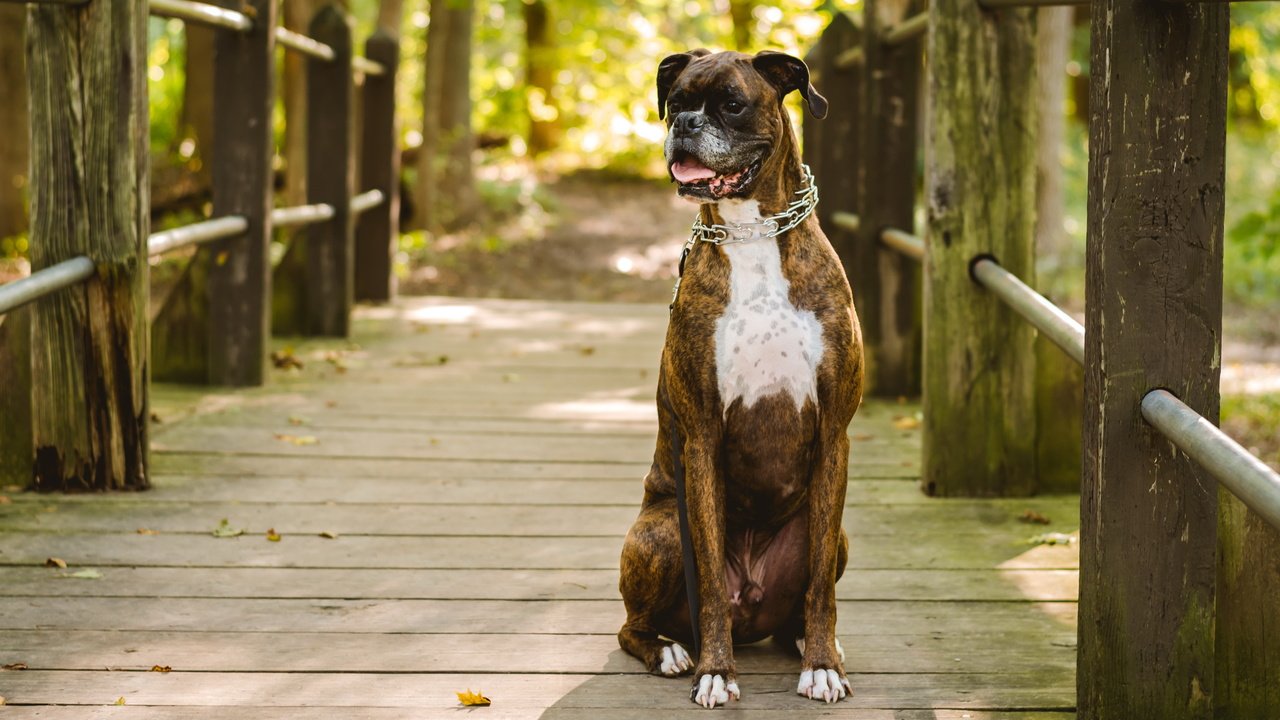 Обои мост, собака, ошейник, боксер, bridge, dog, collar, boxer разрешение 4734x2676 Загрузить