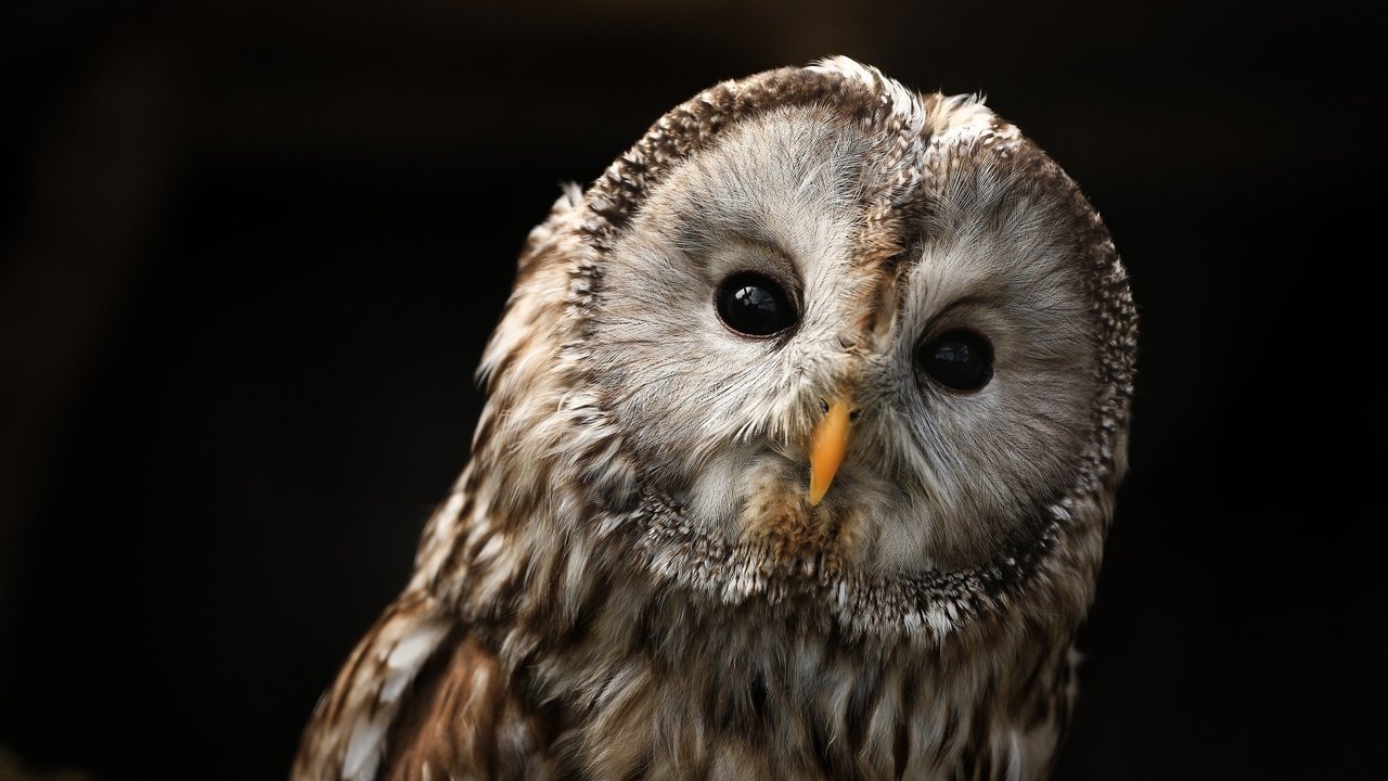 Обои глаза, сова, птицы, клюв, eyes, owl, birds, beak разрешение 2048x1325 Загрузить