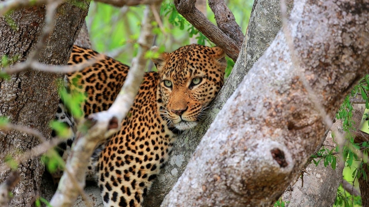 Обои дерево, взгляд, леопард, хищник, tree, look, leopard, predator разрешение 1920x1200 Загрузить