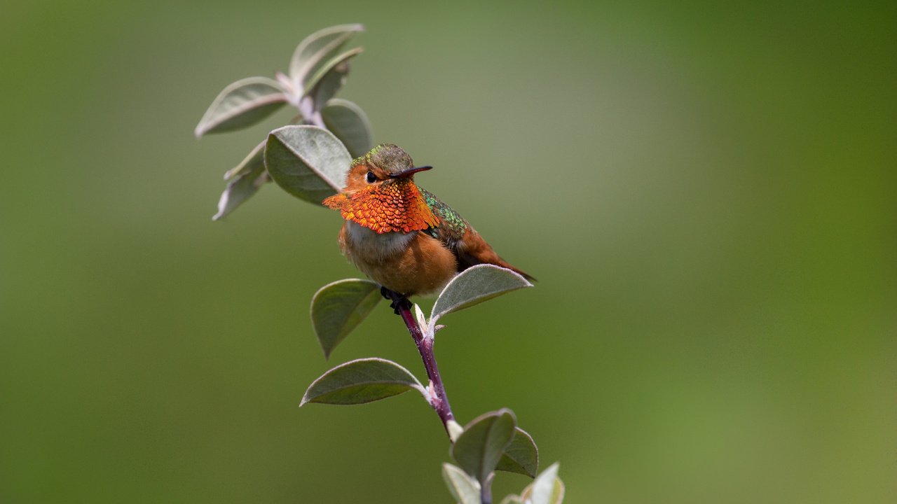 Обои ветка, листья, птицы, колибри, branch, leaves, birds, hummingbird разрешение 2048x1366 Загрузить