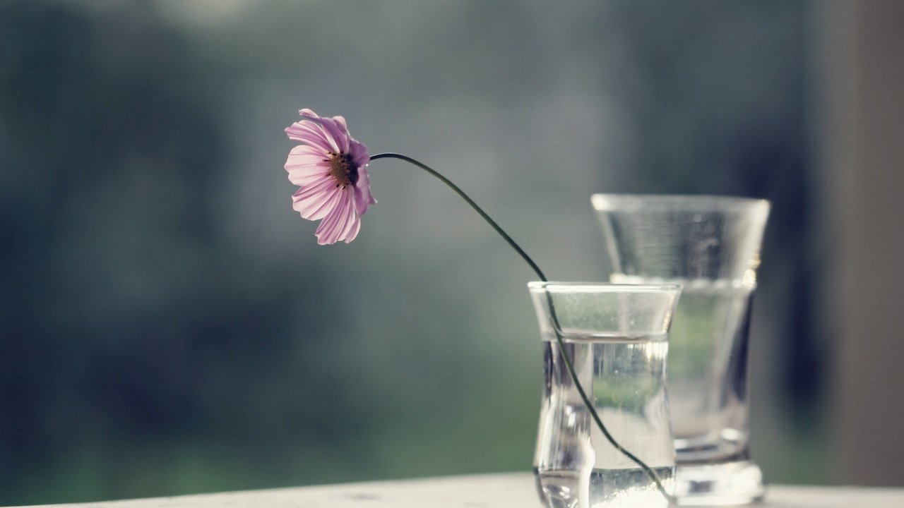 Обои вода, цветок, стекло, ваза, космея, water, flower, glass, vase, kosmeya разрешение 2560x1600 Загрузить