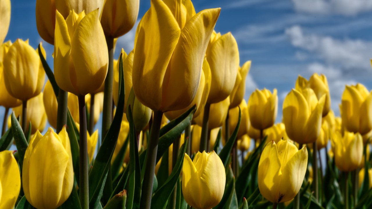 Обои небо, цветы, природа, тюльпаны, желтые, the sky, flowers, nature, tulips, yellow разрешение 1920x1200 Загрузить