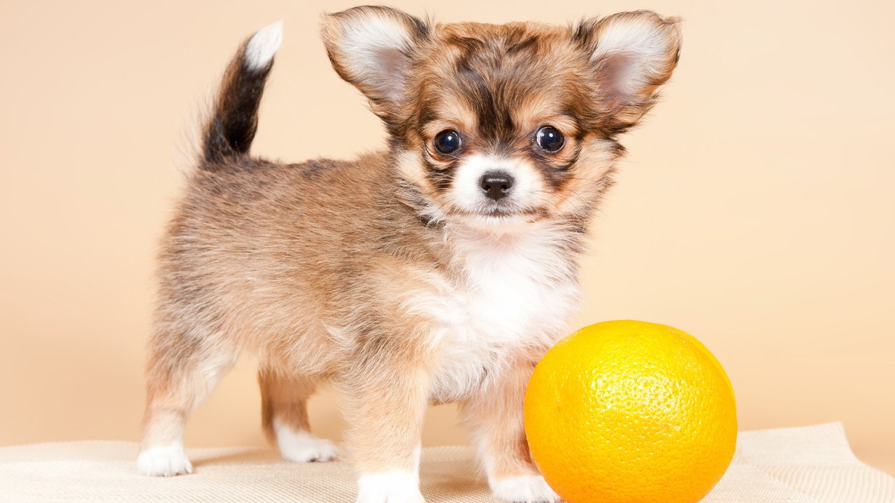 Обои мордочка, взгляд, собака, апельсин, лапки, чихуахуа, muzzle, look, dog, orange, legs, chihuahua разрешение 4748x3050 Загрузить