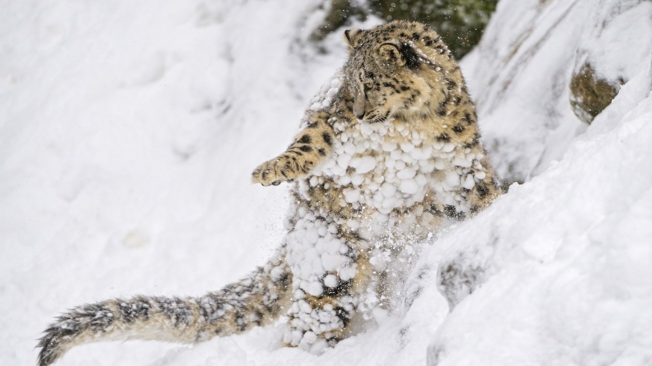 Обои снежный леопард, снег, котенок, хищник, снежный барс, ирбис, барс, дикая кошка, детеныш, snow, kitty, predator, snow leopard, irbis, bars, wild cat, cub разрешение 2048x1363 Загрузить