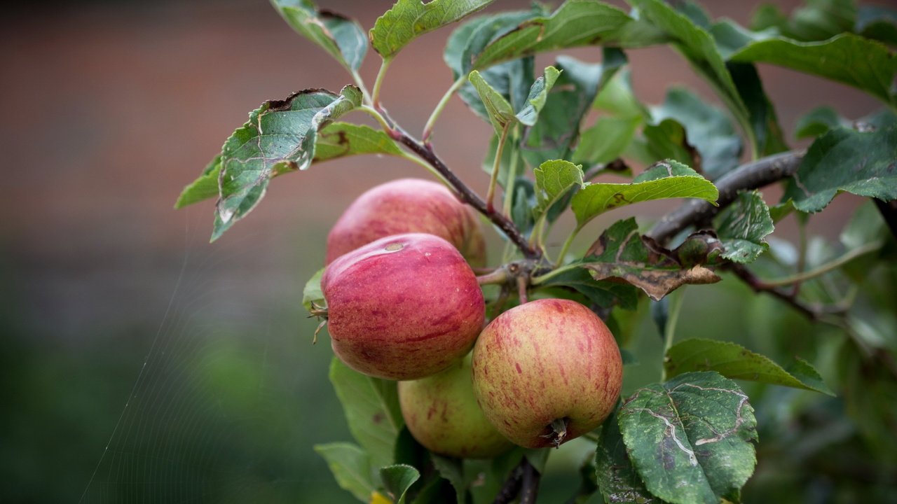 Обои природа, листья, ветки, яблоки, яблоня, nature, leaves, branches, apples, apple разрешение 2560x1600 Загрузить