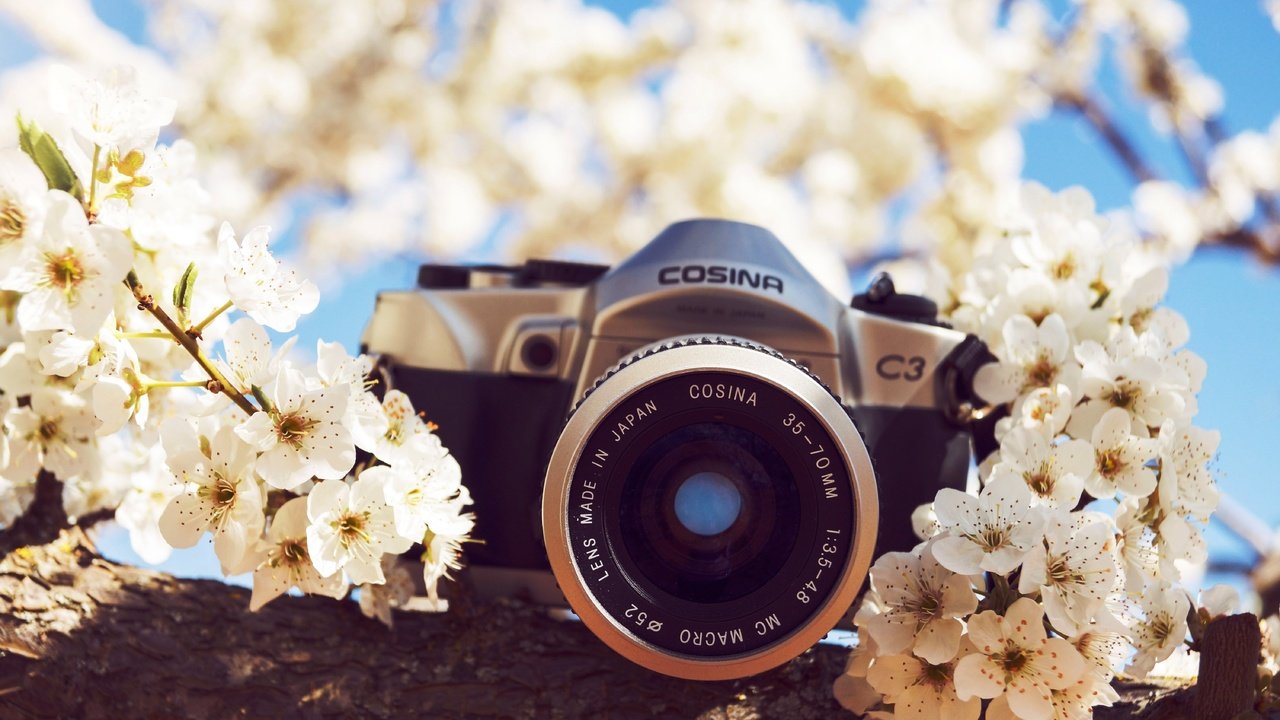 Обои цветы, природа, фотоаппарат, камера, flowers, nature, the camera, camera разрешение 6000x3711 Загрузить