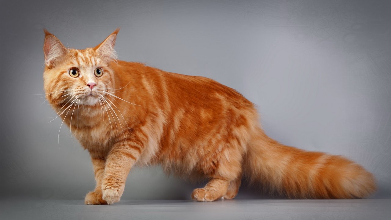 Обои фон, кот, кошка, взгляд, рыжий, мейн-кун, мэйн-кун, background, cat, look, red, maine coon разрешение 2560x1600 Загрузить