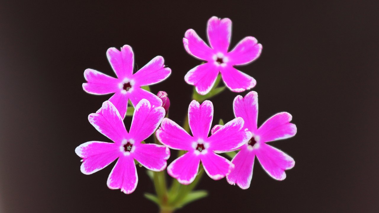 Обои цветы, розовые.черный фон, flowers, pink.black background разрешение 2048x1350 Загрузить