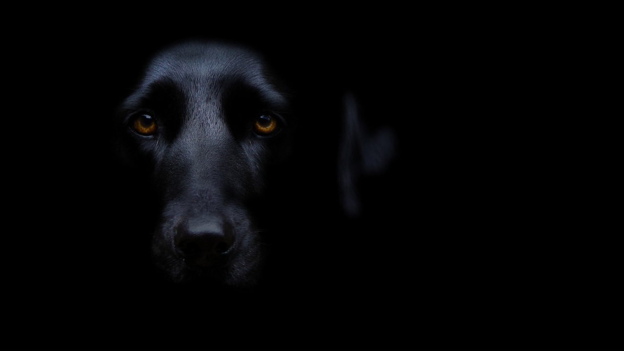 Обои мордочка, взгляд, собака, черный фон, черная, карие глаза, muzzle, look, dog, black background, black, brown eyes разрешение 1920x1149 Загрузить