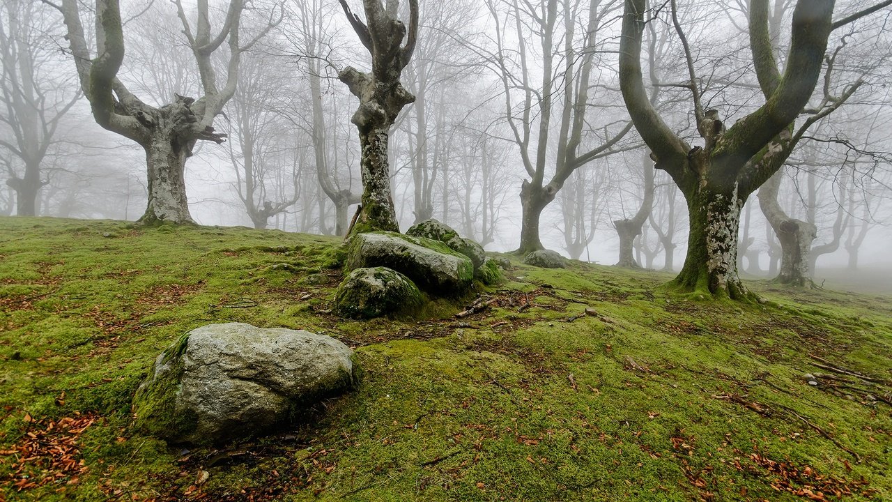 Обои деревья, природа, камни, лес, туман, мох, trees, nature, stones, forest, fog, moss разрешение 2000x1325 Загрузить