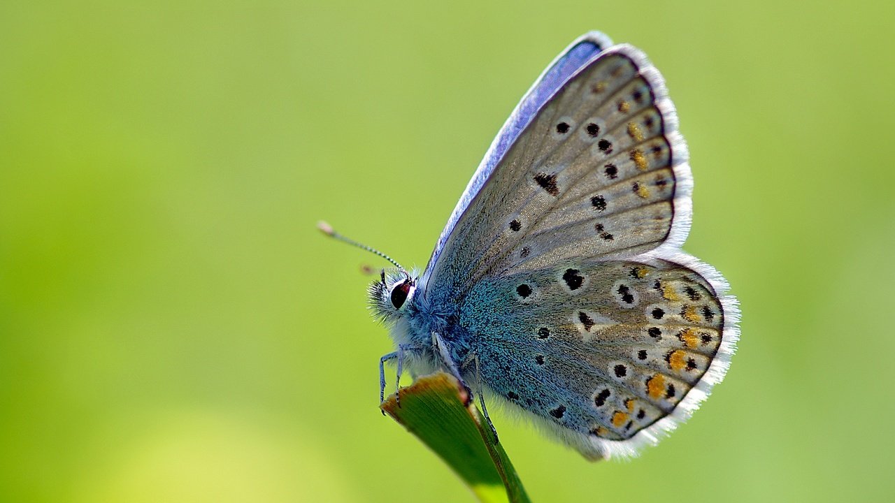 Обои трава, макро, насекомое, бабочка, стебель, ziva & amir, common blue, голубянка икар, grass, macro, insect, butterfly, stem, polyommatus icarus разрешение 3383x2317 Загрузить