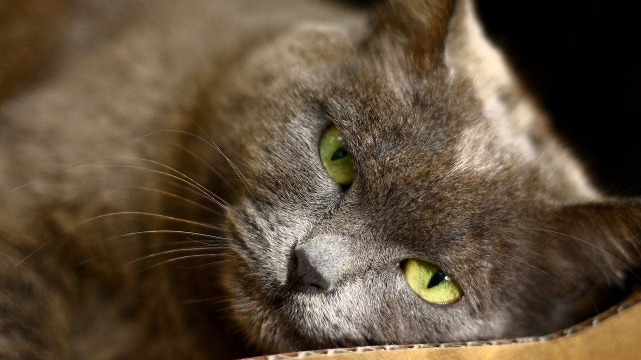 Обои глаза, кот, кошка, лежит, серый, зеленые, eyes, cat, lies, grey, green разрешение 1920x1200 Загрузить