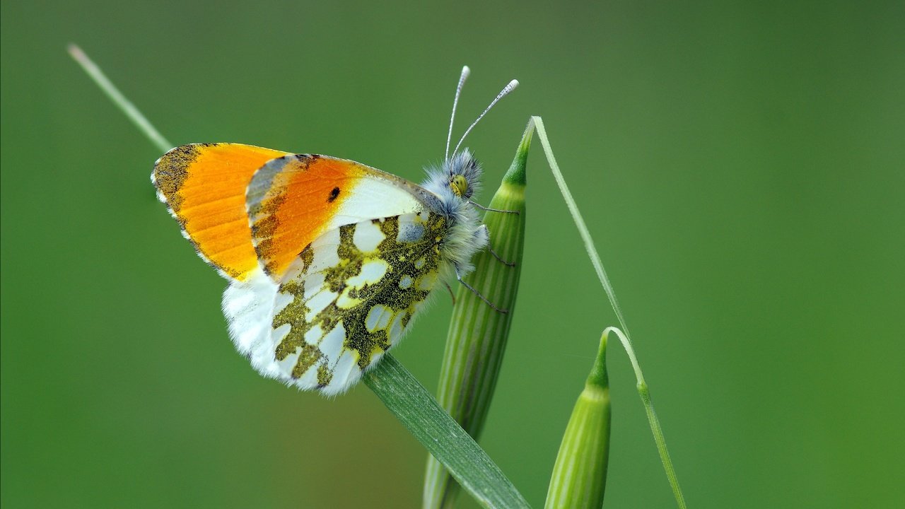 Обои трава, макро, насекомое, бабочка, крылья, растение, зеленая, ziva & amir, grass, macro, insect, butterfly, wings, plant, green разрешение 3366x2229 Загрузить