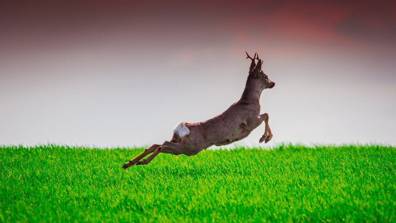 Обои трава, олень, прыжок, лань, grass, deer, jump, doe разрешение 2047x1120 Загрузить