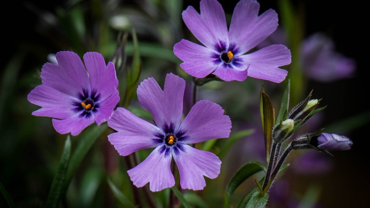 Обои цветы, макро, фон, сиреневые, flowers, macro, background, lilac разрешение 2048x1591 Загрузить