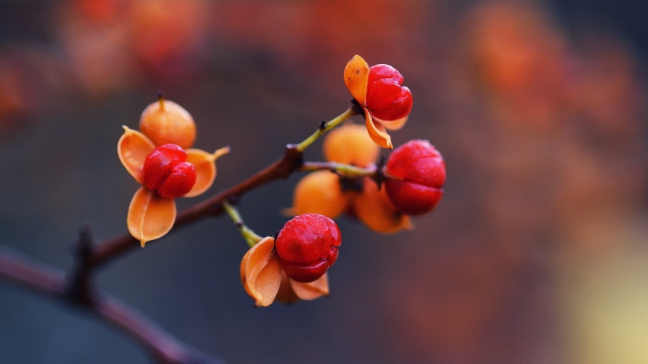 Обои ветка, природа, макро, осень, шиповник, ягоды, rose hip, branch, nature, macro, autumn, briar, berries разрешение 2048x1152 Загрузить