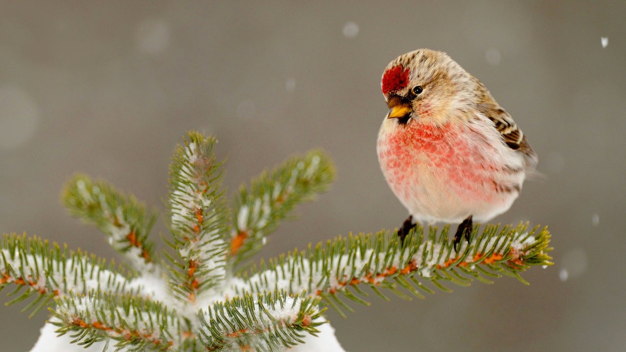 Обои снег, природа, елка, зима, птица, клюв, иголки, snow, nature, tree, winter, bird, beak, needles разрешение 1920x1200 Загрузить