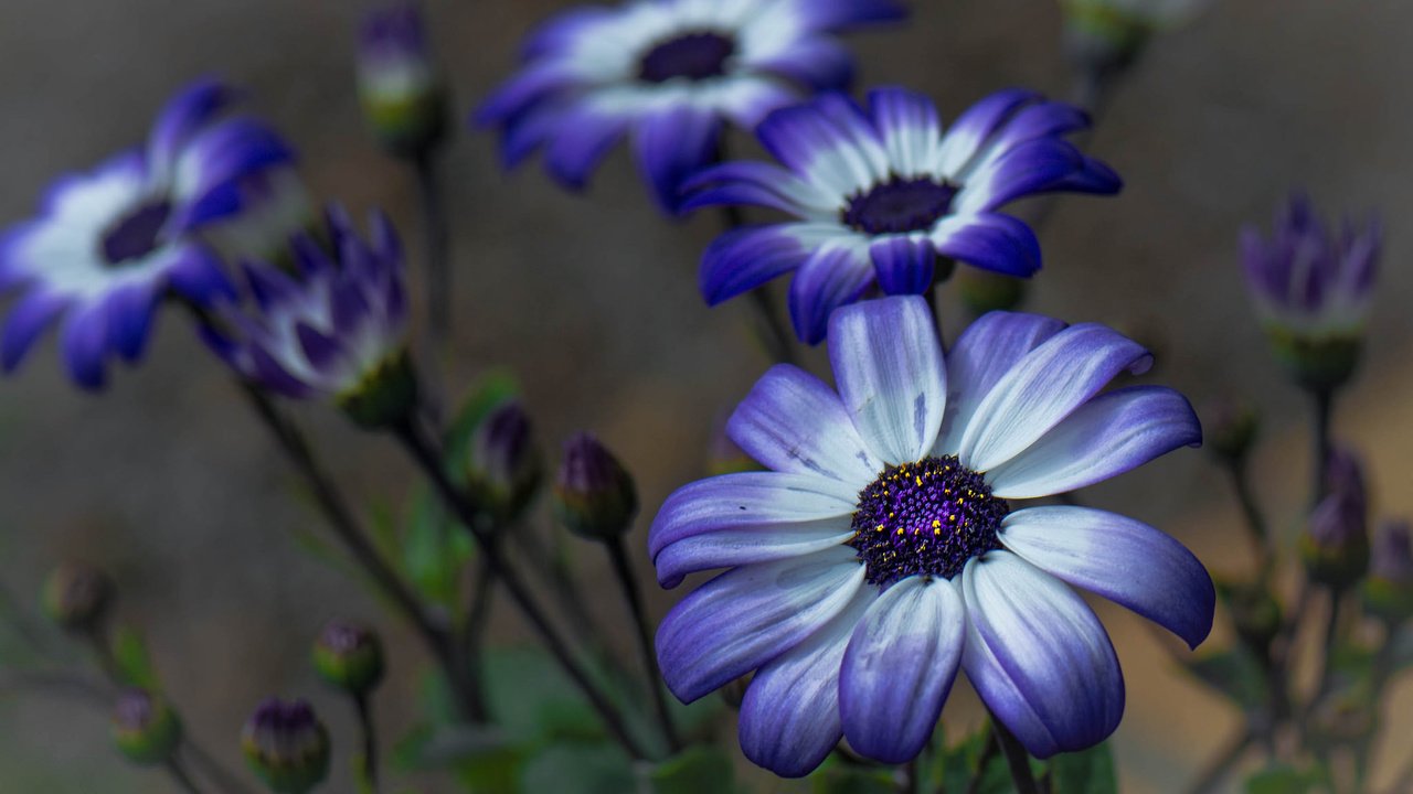 Обои цветы, бутоны, макро, фон, лепестки, герберы, цинерария, flowers, buds, macro, background, petals, gerbera, cineraria разрешение 2048x1399 Загрузить