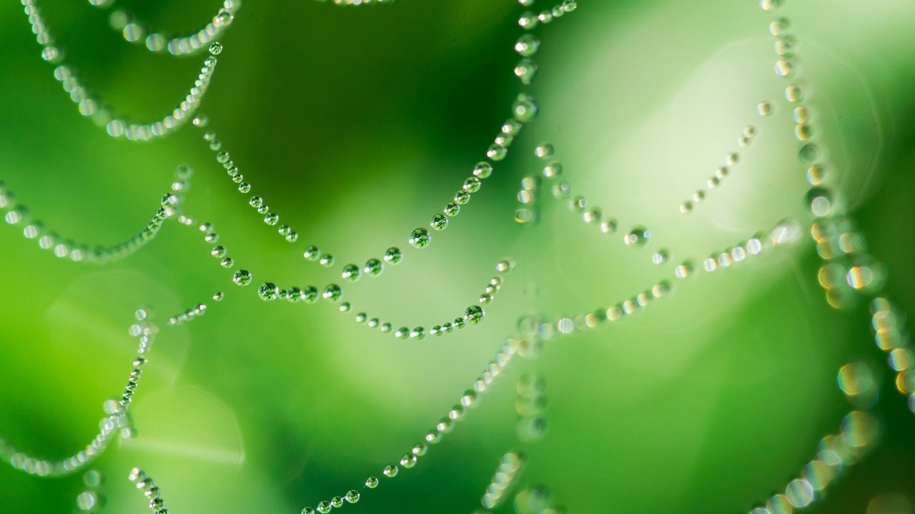 Обои зелёный, макро, капли, блеск, паутина, капельки росы, green, macro, drops, shine, web, drops of dew разрешение 2048x1365 Загрузить