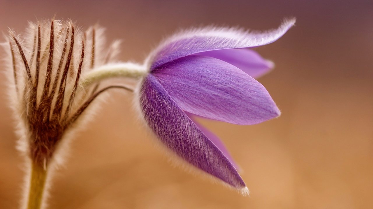 Обои макро, цветок, весна, первоцвет, сон-трава, прострел, pulsatílla grandis, macro, flower, spring, primrose, sleep-grass, cross разрешение 2048x1362 Загрузить