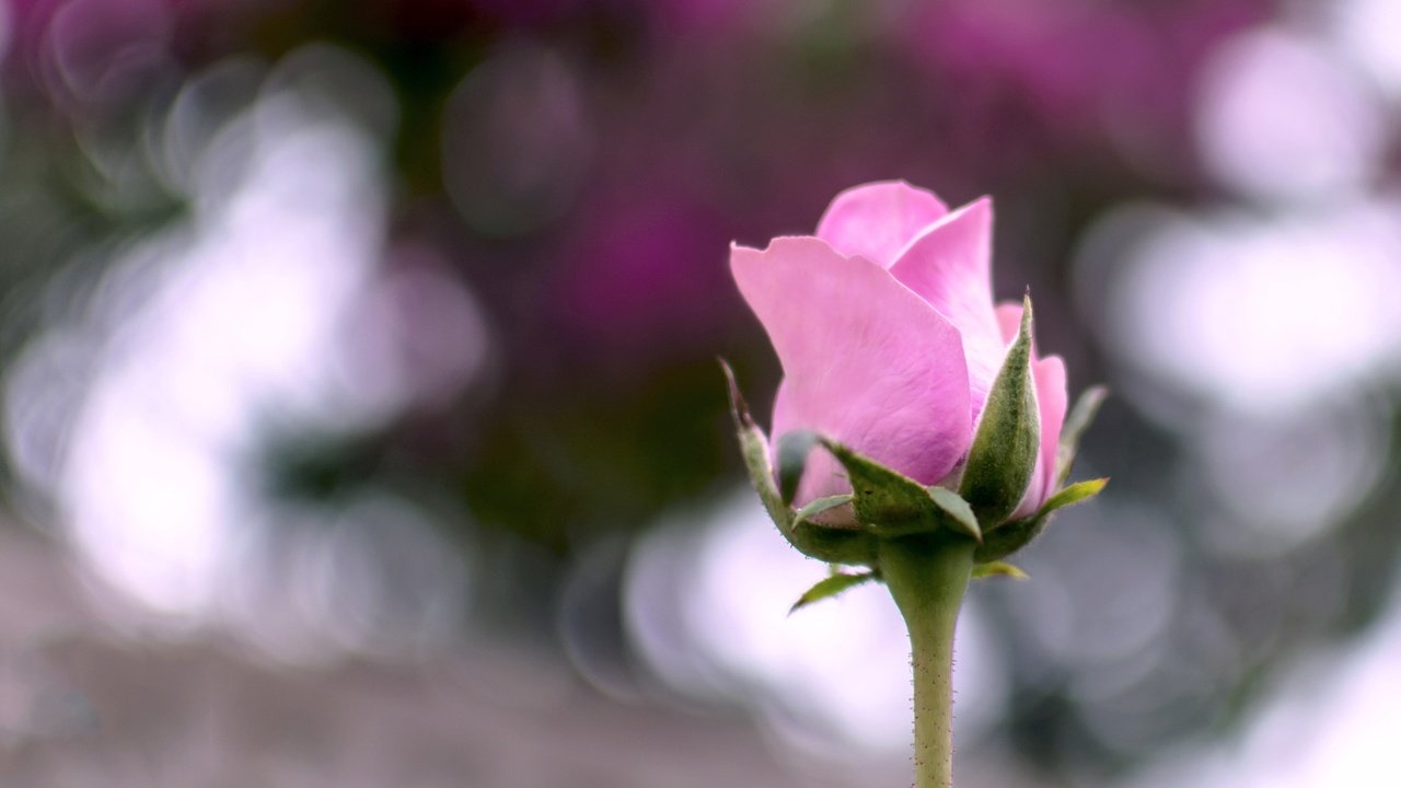 Обои макро, цветок, лето, роза, розовая, macro, flower, summer, rose, pink разрешение 2048x1301 Загрузить