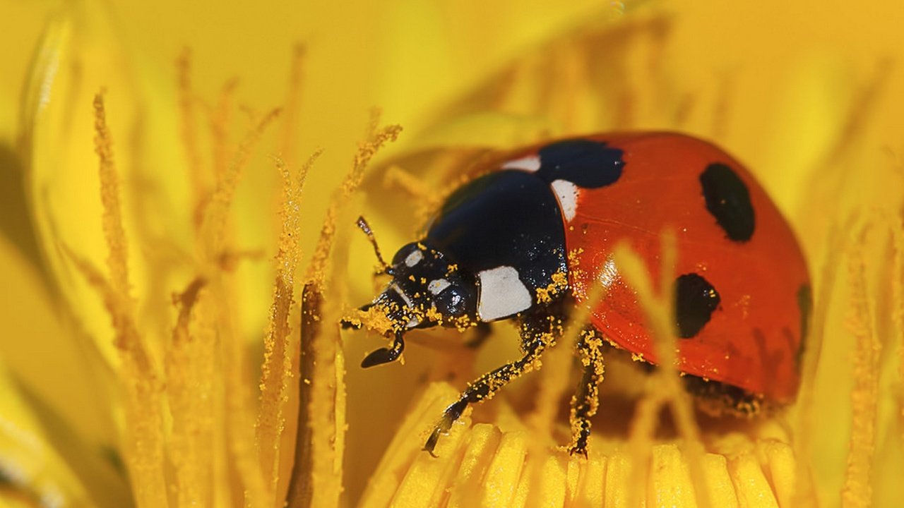 Обои желтый, макро, насекомое, цветок, божья коровка, пыльца, yellow, macro, insect, flower, ladybug, pollen разрешение 1920x1534 Загрузить
