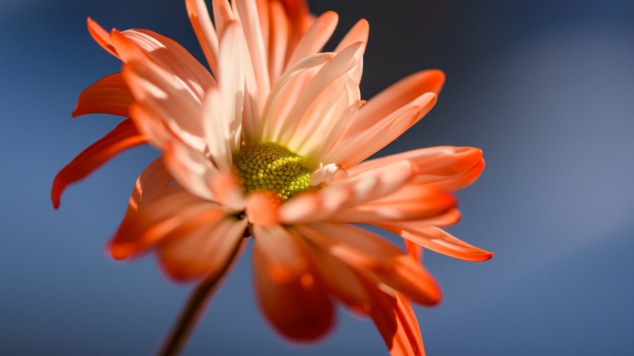 Обои фон, цветок, лепестки, стебель, маргаритка, susan newgewirtz, background, flower, petals, stem, daisy разрешение 2048x1367 Загрузить