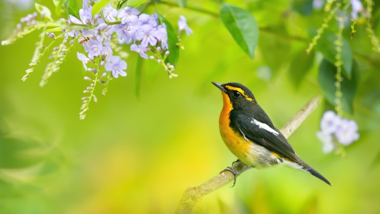 Обои цветы, ветка, дерево, птица, синие, мухоловка, птаха, flowers, branch, tree, bird, blue, flycatcher разрешение 2048x1371 Загрузить