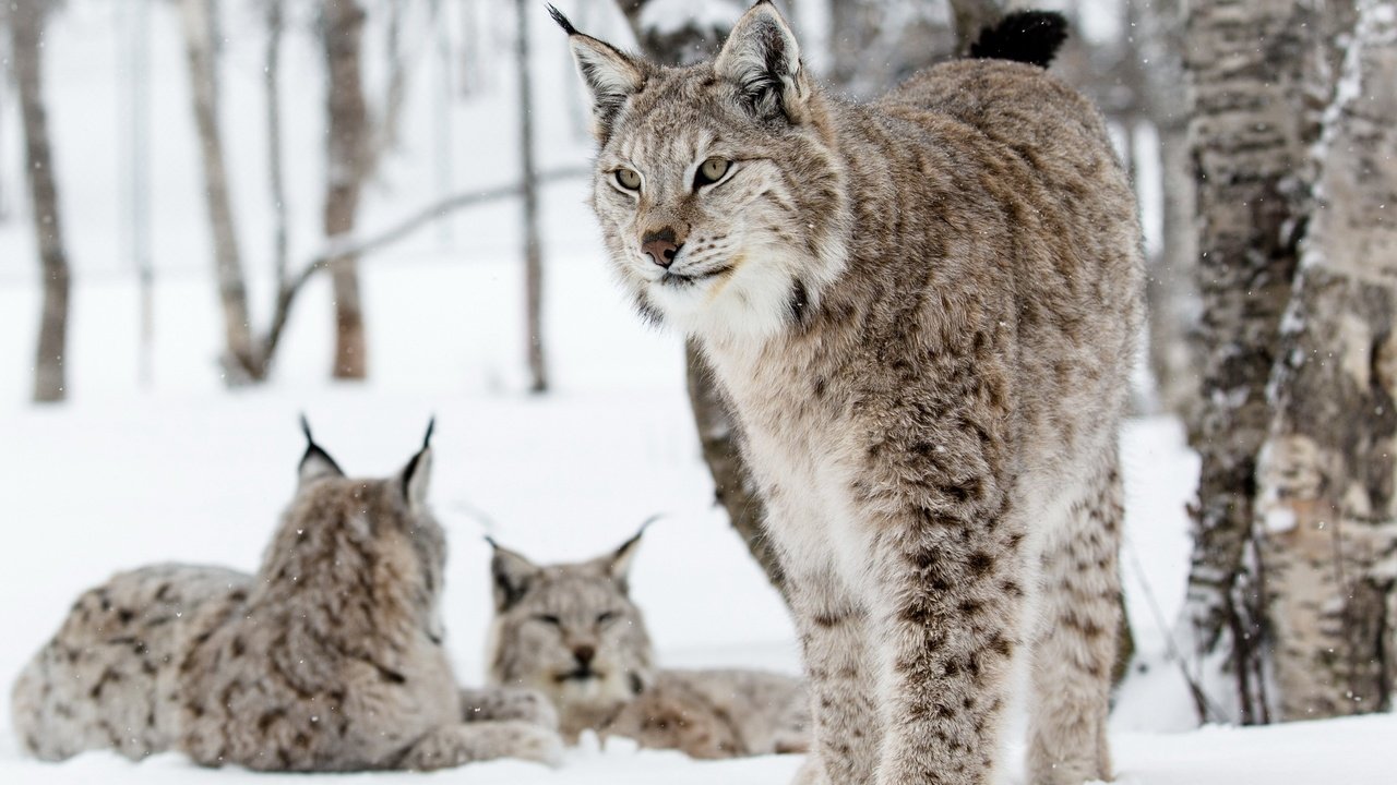 Обои снег, лес, зима, кошки, рыси, snow, forest, winter, cats, lynx разрешение 2560x1600 Загрузить