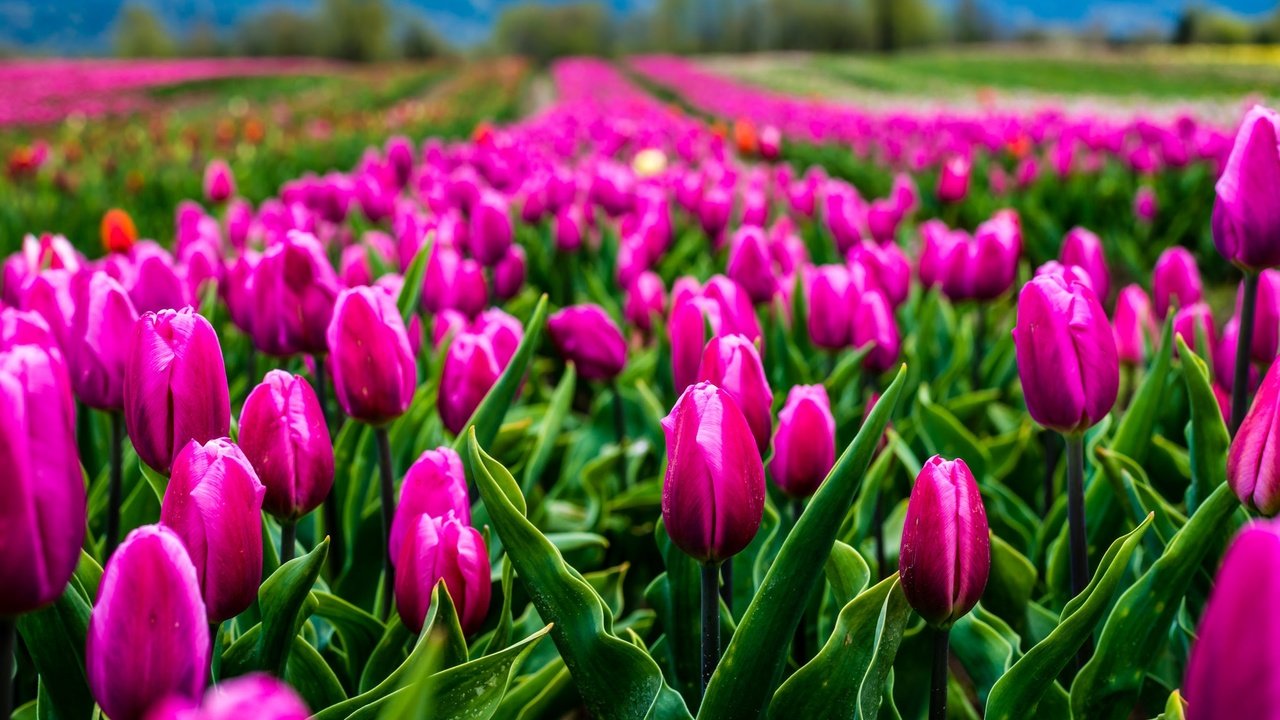 Обои цветы, природа, поле, тюльпаны, flowers, nature, field, tulips разрешение 2048x1367 Загрузить