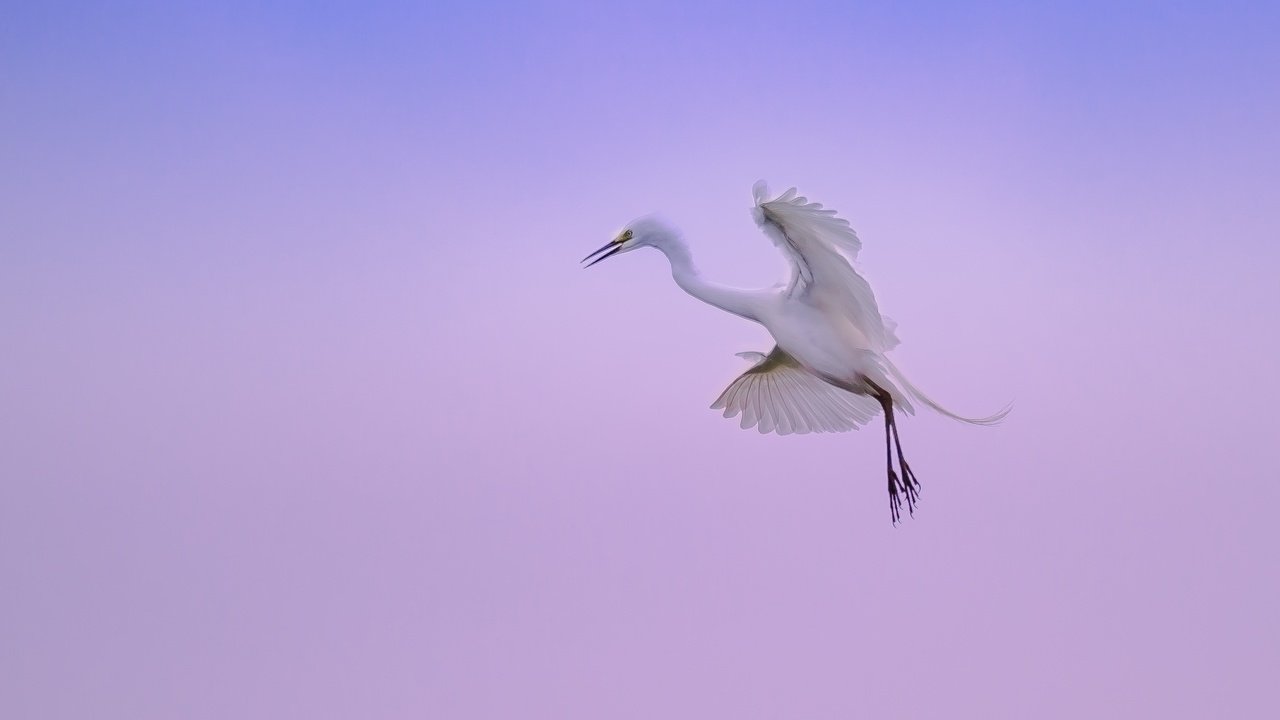 Обои небо, природа, полет, лапы, крылья, цапля, the sky, nature, flight, paws, wings, heron разрешение 2300x1527 Загрузить