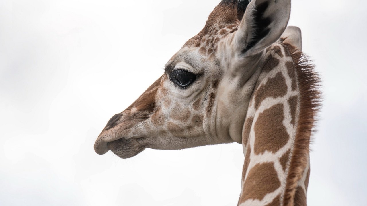 Обои природа, фон, жираф, голова, шея, nature, background, giraffe, head, neck разрешение 2560x1707 Загрузить
