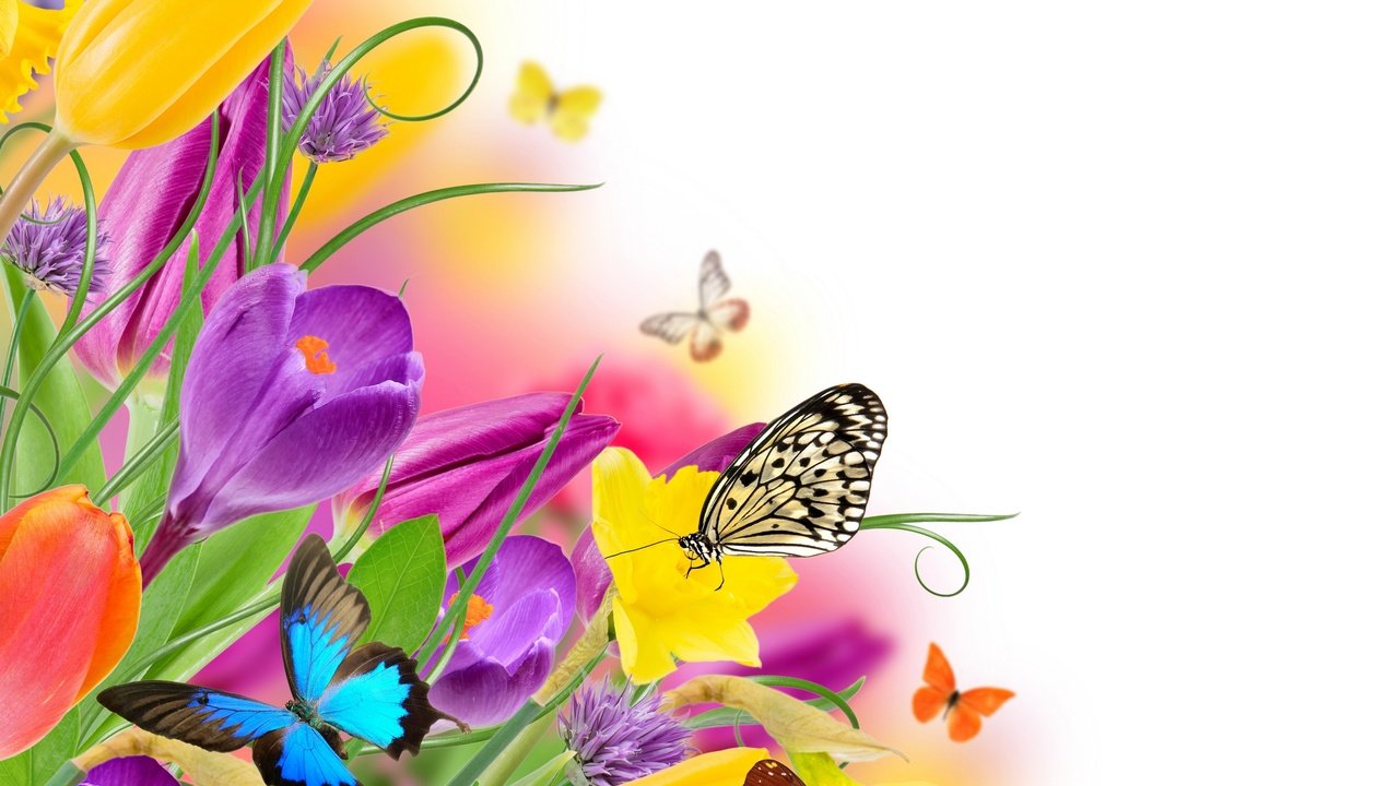 Обои парное, цветы, butterflies, насекомые, весенние, красочная, весна, тюльпаны, лиловая, бабочки, жёлтая, красива, тульпаны,  цветы, fresh, flowers, insects, colorful, spring, tulips, purple, butterfly, yellow, beautiful разрешение 2880x2760 Загрузить