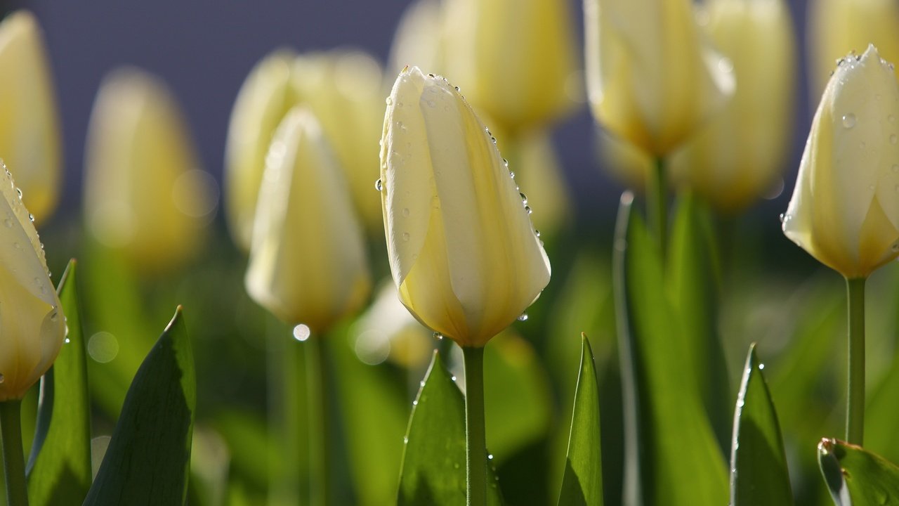 Обои цветы, утро, роса, капли, весна, тюльпаны, тюльпан, flowers, morning, rosa, drops, spring, tulips, tulip разрешение 2048x1365 Загрузить