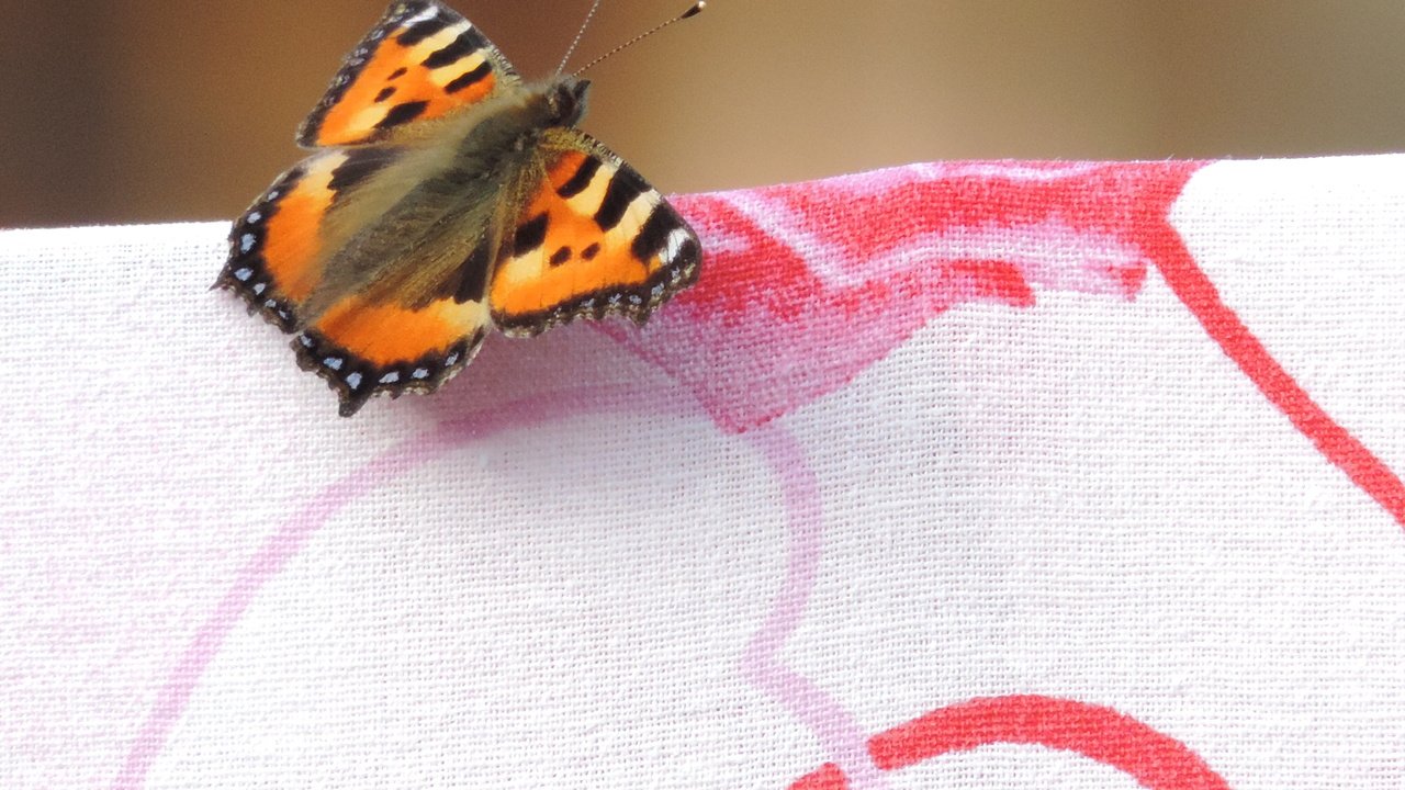 Обои рисунок, макро, насекомое, бабочка, крылья, ткань, figure, macro, insect, butterfly, wings, fabric разрешение 4896x3672 Загрузить