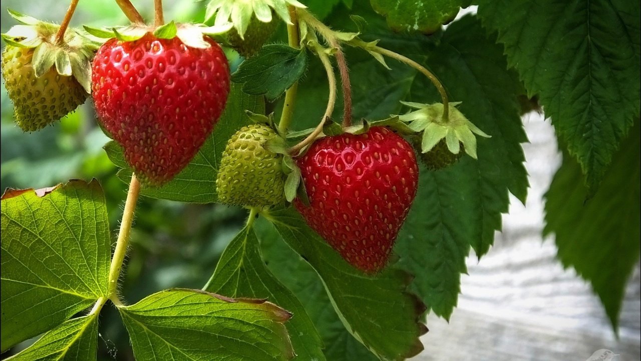 Обои листья, ягода, красная, клубника, зеленая, leaves, berry, red, strawberry, green разрешение 1920x1392 Загрузить
