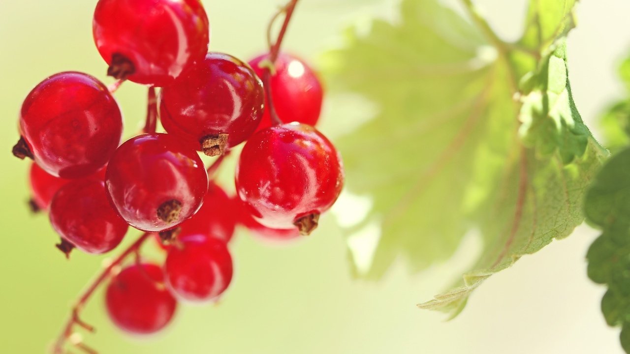 Обои листья, красная, ягоды, плоды, красная смородина, смородина, leaves, red, berries, fruit, red currant, currants разрешение 1920x1280 Загрузить