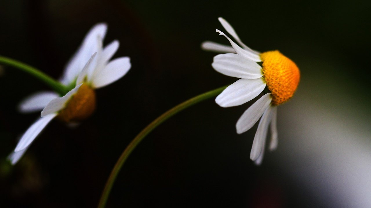 Обои цветы, фон, лепестки, ромашки, белые, темный, цветком, flowers, background, petals, chamomile, white, dark, flower разрешение 1992x1214 Загрузить