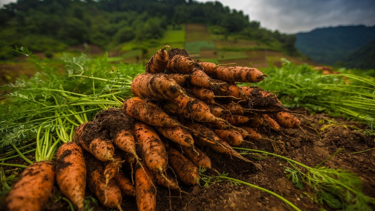 Обои земля, макро, овощи, морковь, оранжевая, ботва, earth, macro, vegetables, carrots, orange, tops разрешение 2048x1365 Загрузить