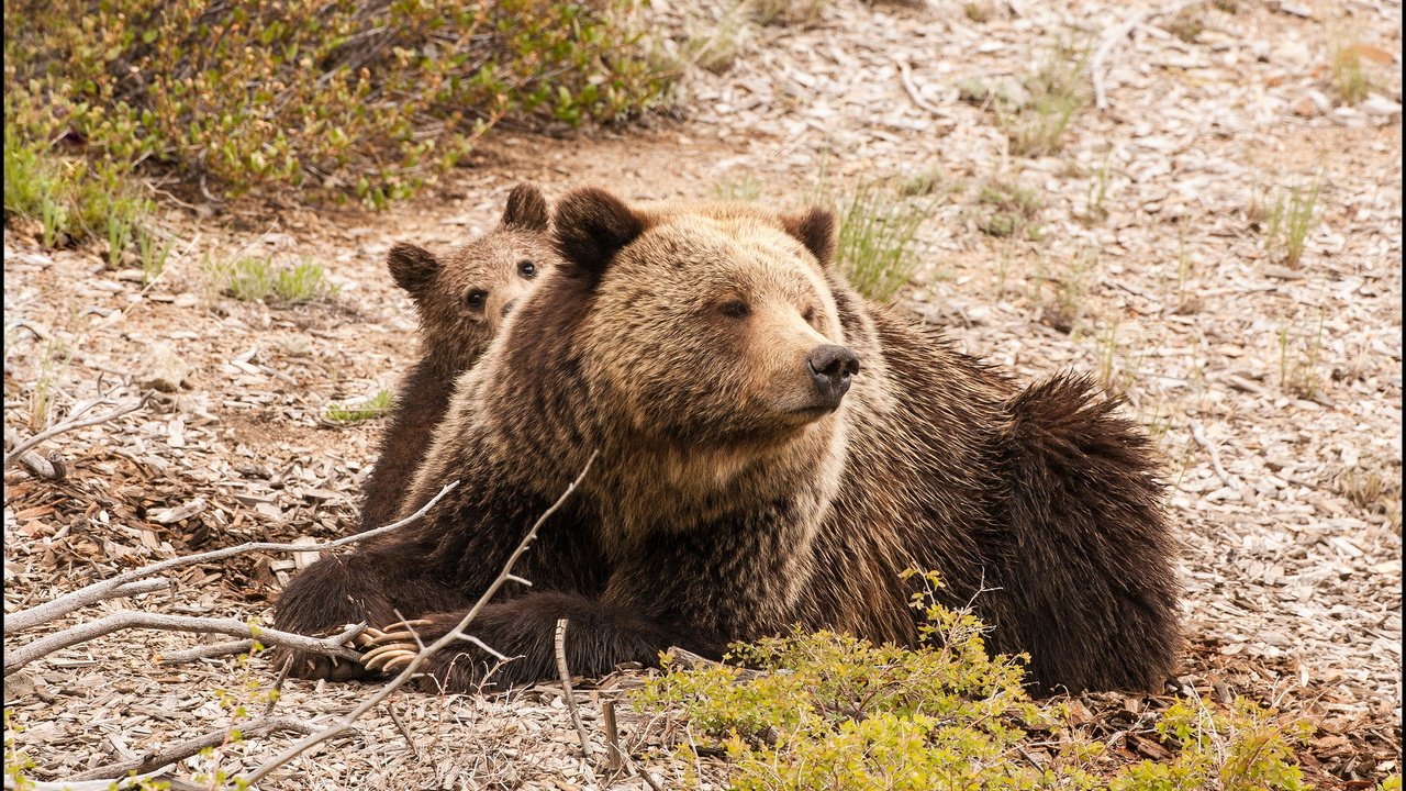 Обои природа, фон, медведь, медведи, медвежонок, медведица, nature, background, bear, bears разрешение 1920x1200 Загрузить