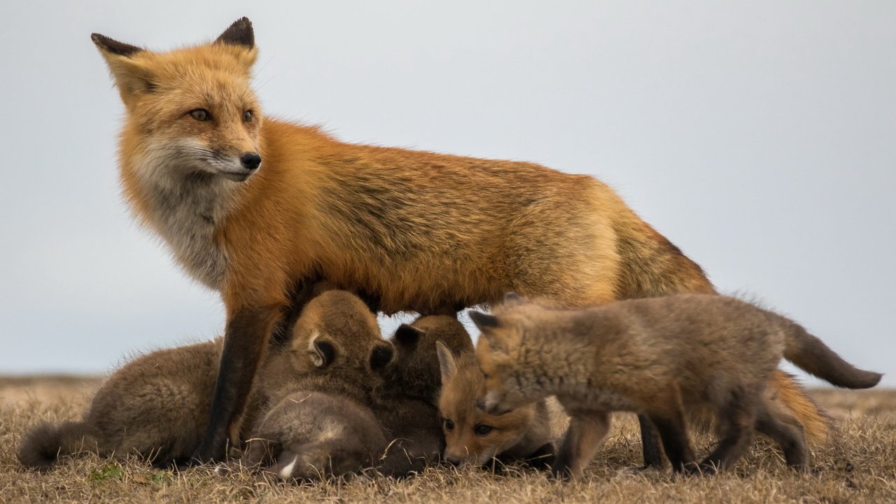 Обои лиса, лисята, лисы, потомство, fox, cubs, offspring разрешение 1920x1280 Загрузить