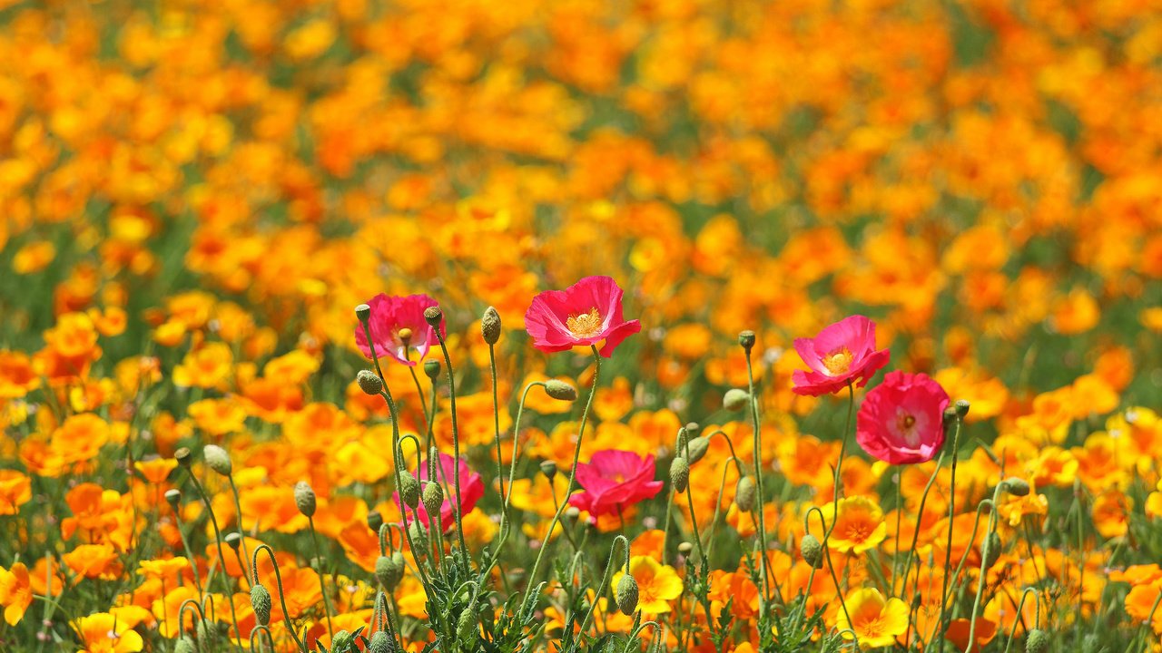 Обои цветы, поле, маки, луг, весна, разные вместе, flowers, field, maki, meadow, spring, different together разрешение 2048x1365 Загрузить