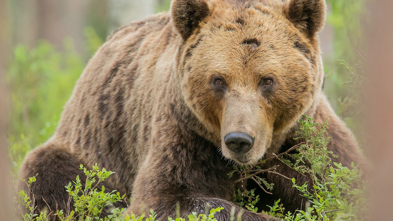 Обои трава, взгляд, медведь, лежит, бурый, grass, look, bear, lies, brown разрешение 2048x1442 Загрузить